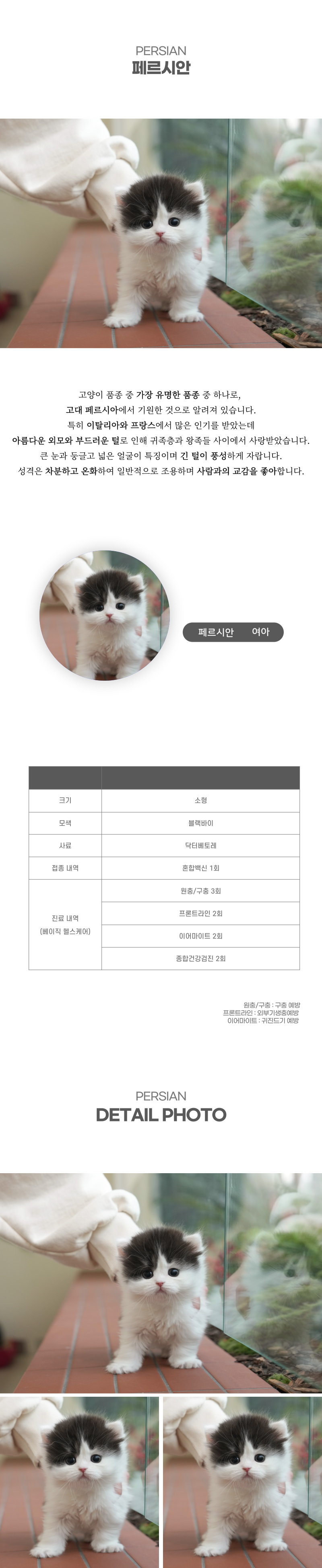 페르시안_상세이미지_2